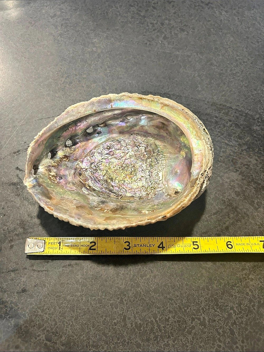 Iridescent Abalone Shell Decor - Picture 2 of 7